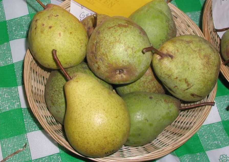 Birnen