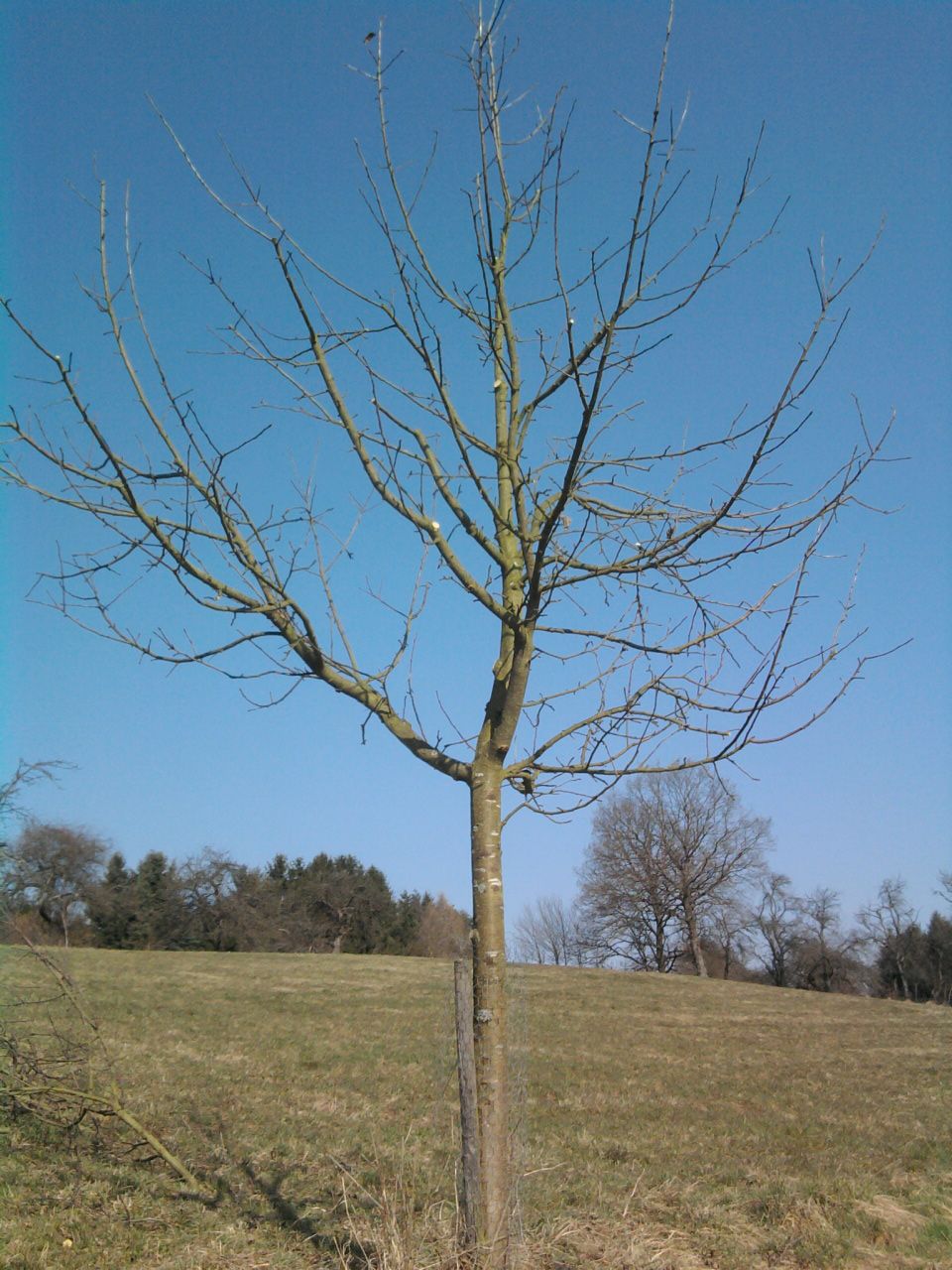 Hochstämme