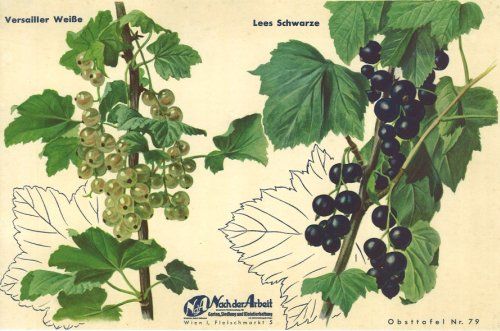 Johannisbeeren