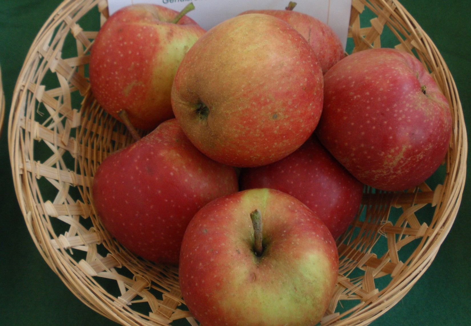 Malus 'Roter Boskoop'                  CAC