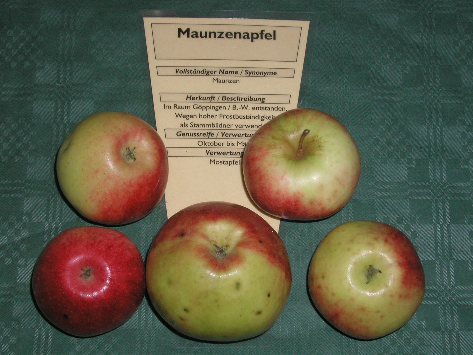 Malus 'Maunzenapfel'                   CAC