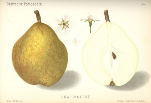 Pyrus com.'Graf Moltke'                CAC