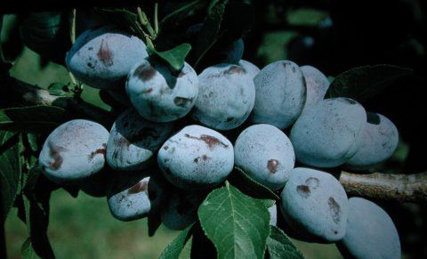 Prunus dom.'Tegera'  -S-               CAC