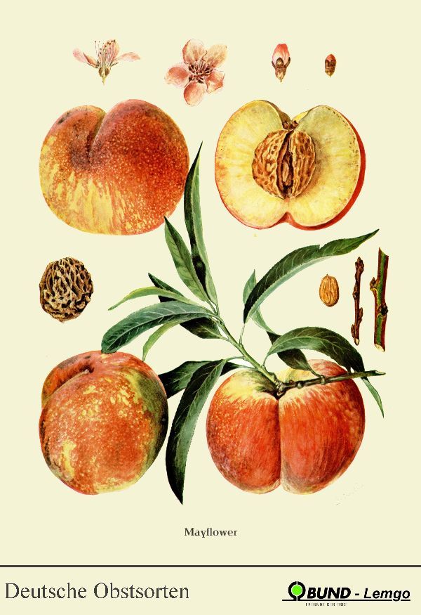 Prunus persica 'Mayflower'             CAC