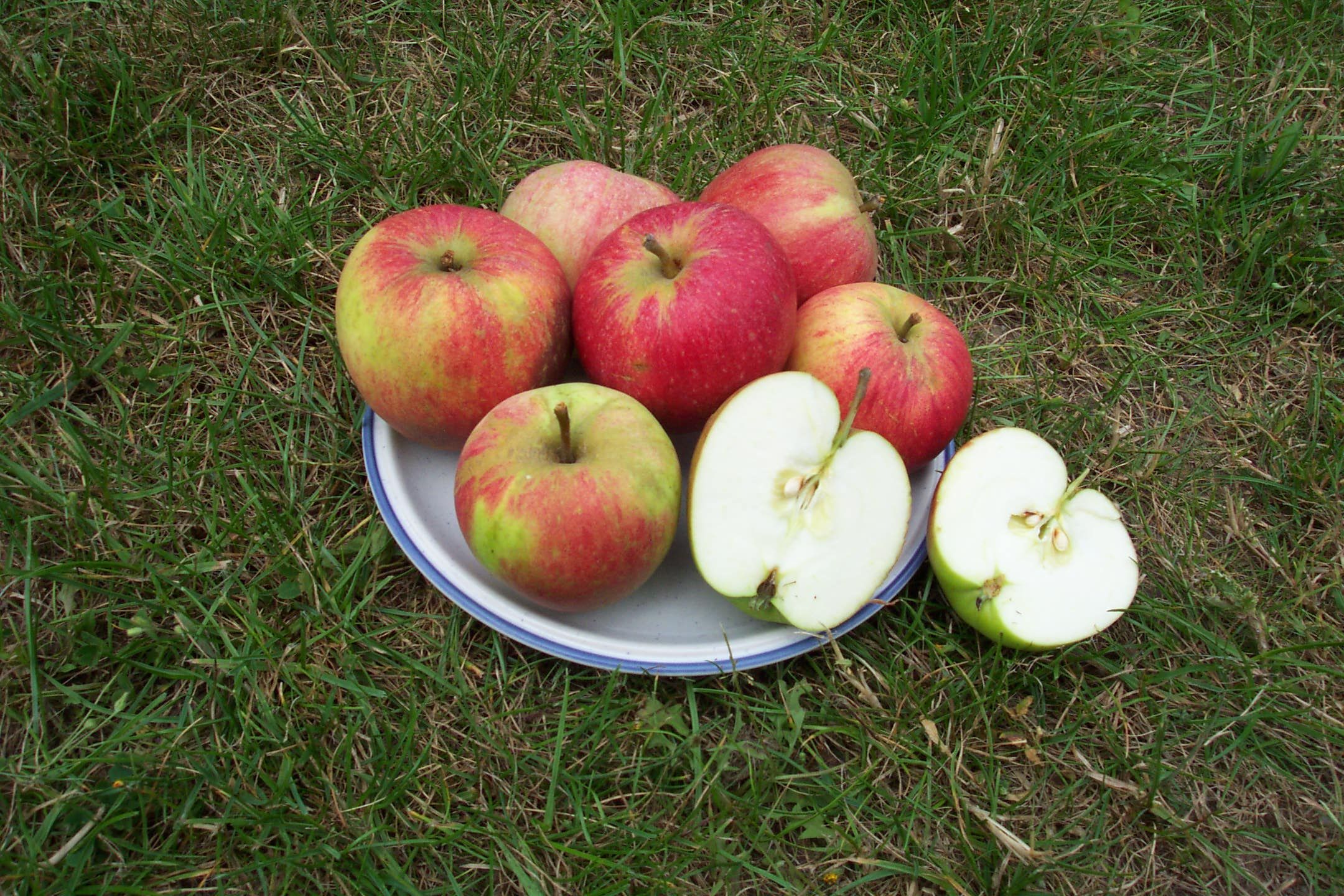 Malus 'Aldinger's George Cave' * CAC