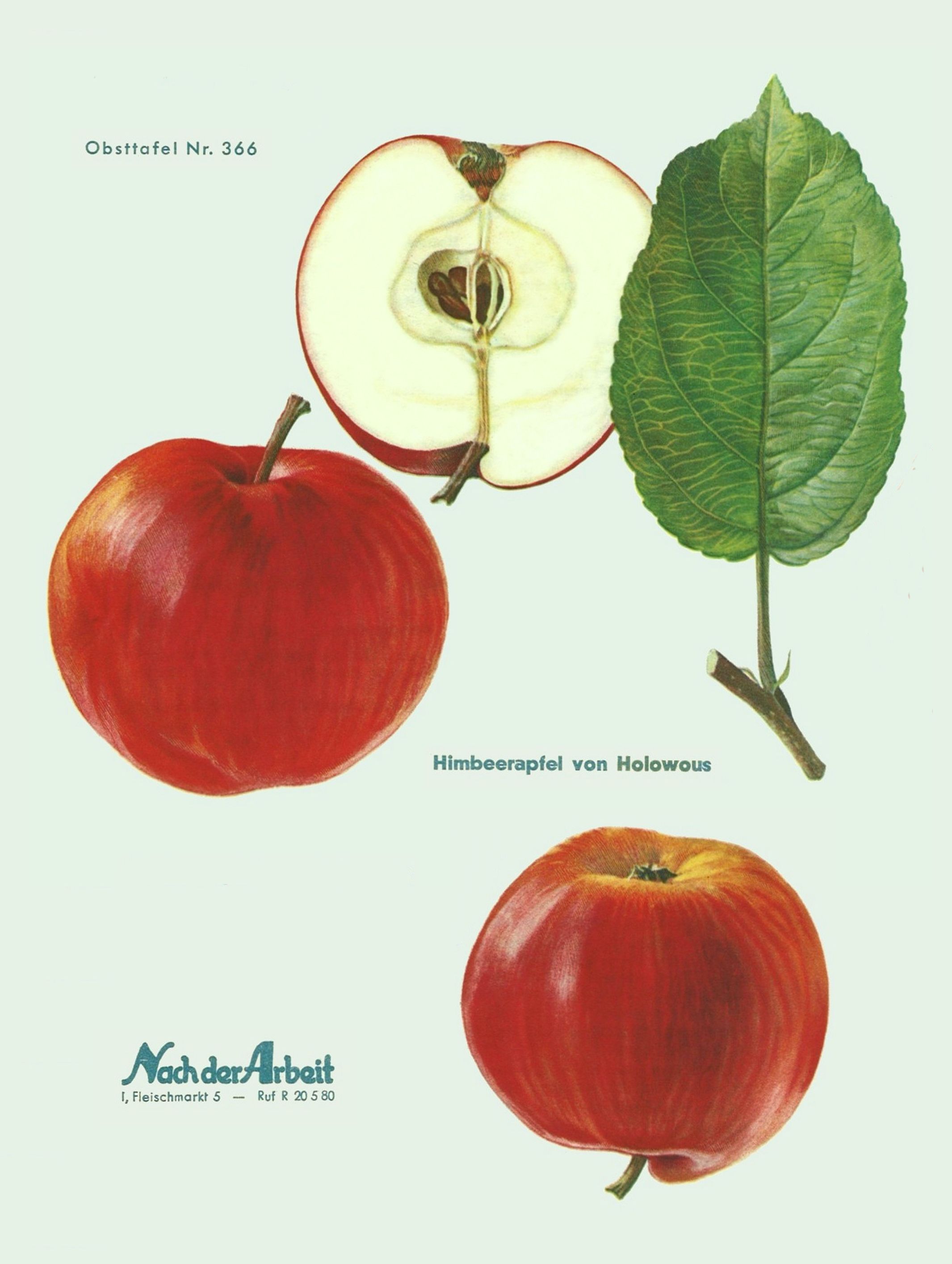 Malus 'Himbeerapfel v. Holovousy'   CAC