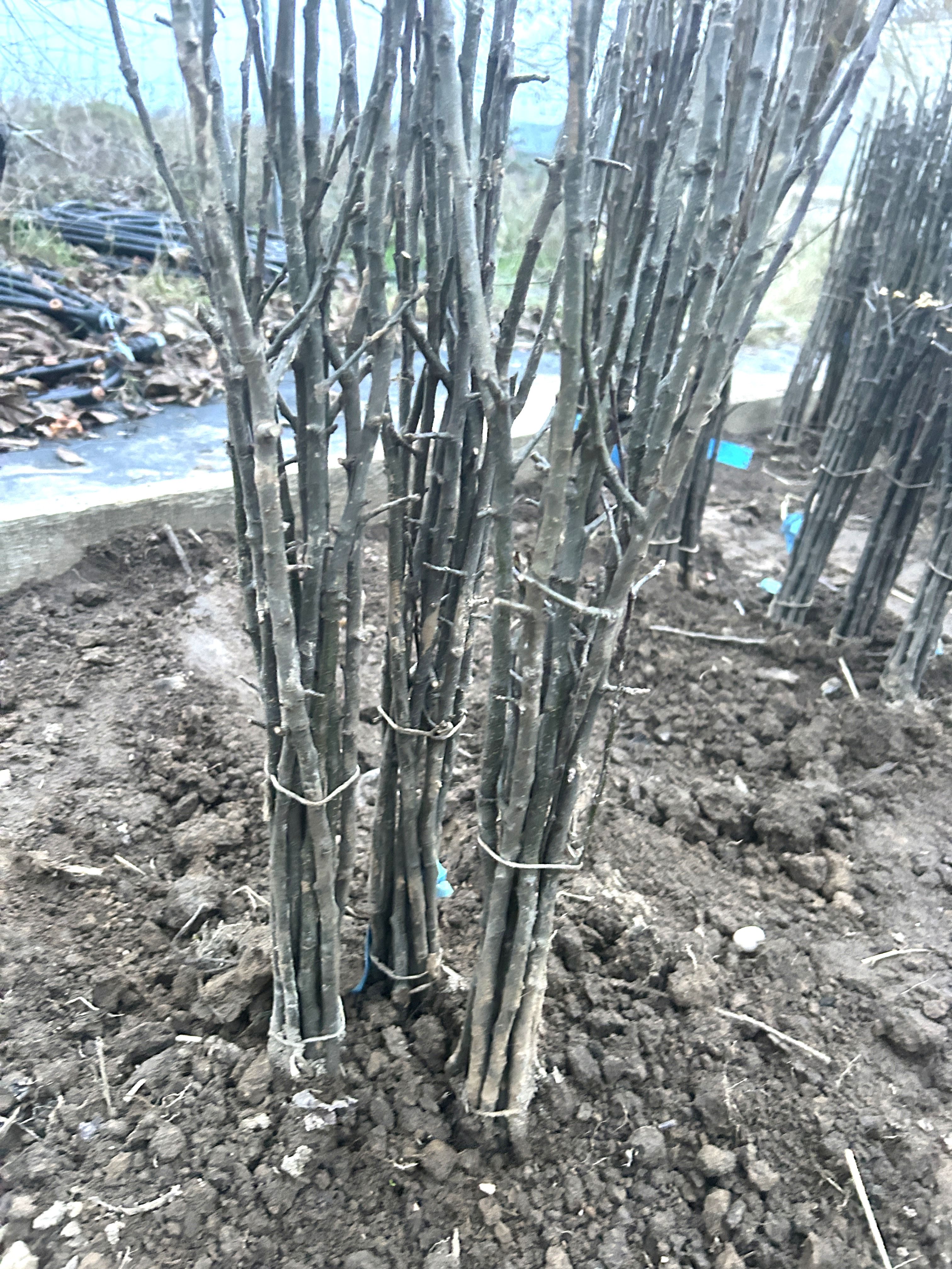 Malus  M 11                     VgU zert.vf