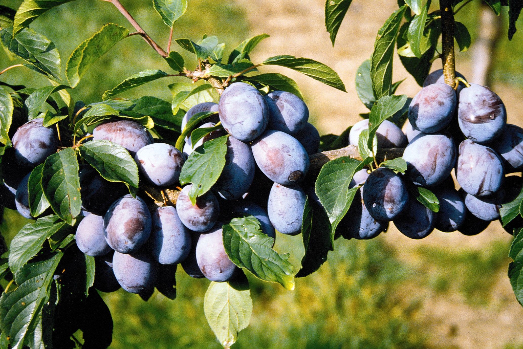 Prunus dom.'Presenta'  -S-             CAC