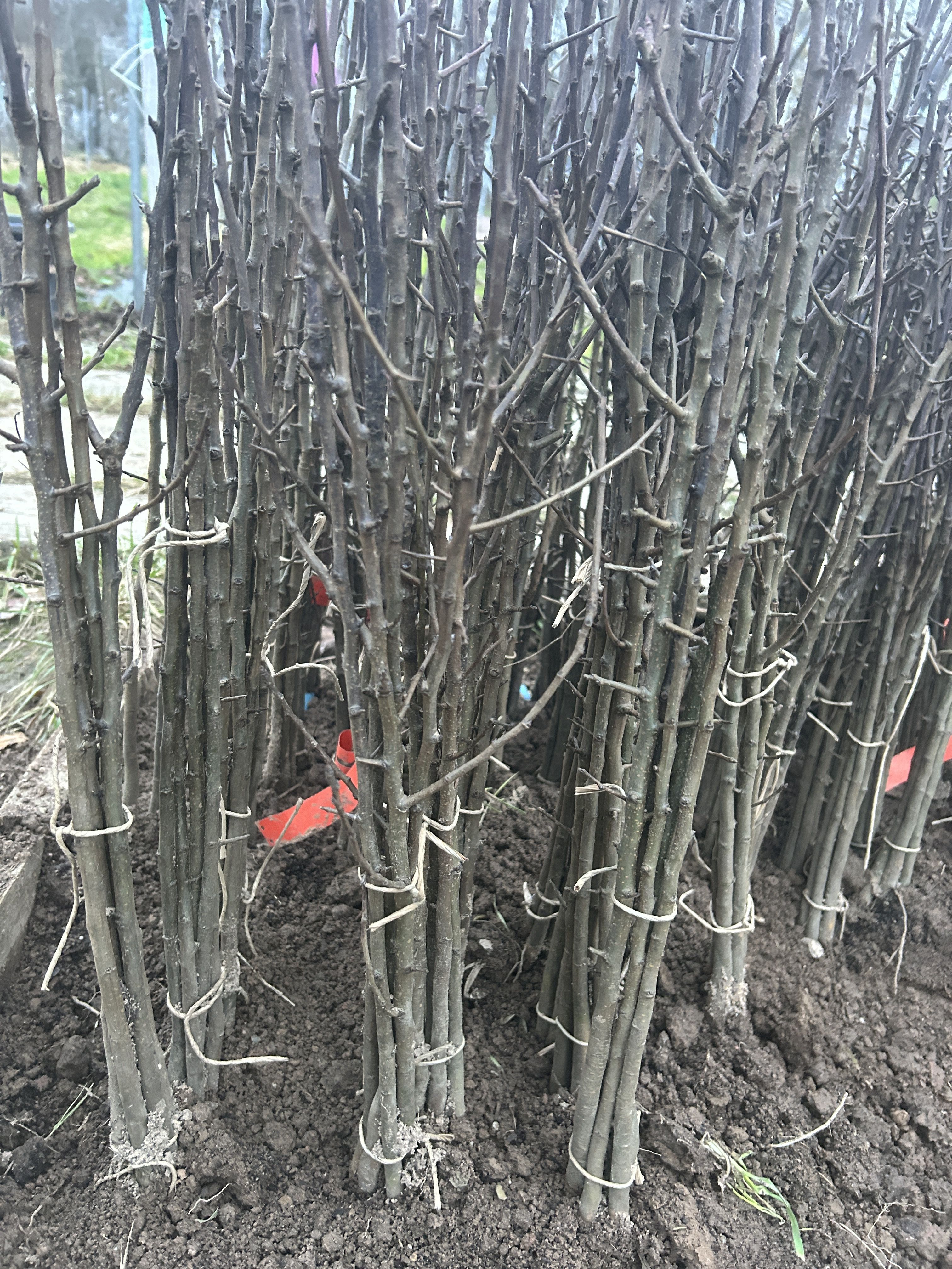Pyrus com. 'Kirchens. Mostb.'   VgU zert.vf