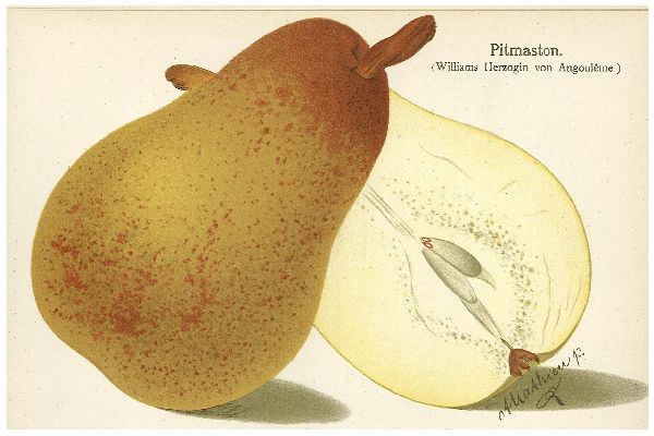 Pyrus com.'Pitmaston'                  CAC