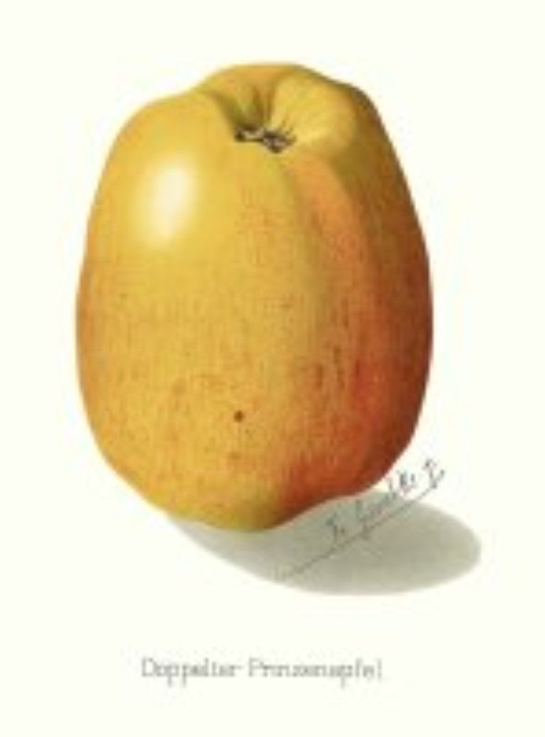 Malus 'Doppelter Prinzenapfel'  CAC
