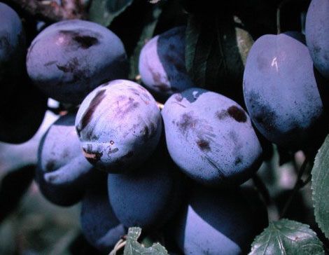 Prunus dom.'Hanita'  -R- -S-           CAC