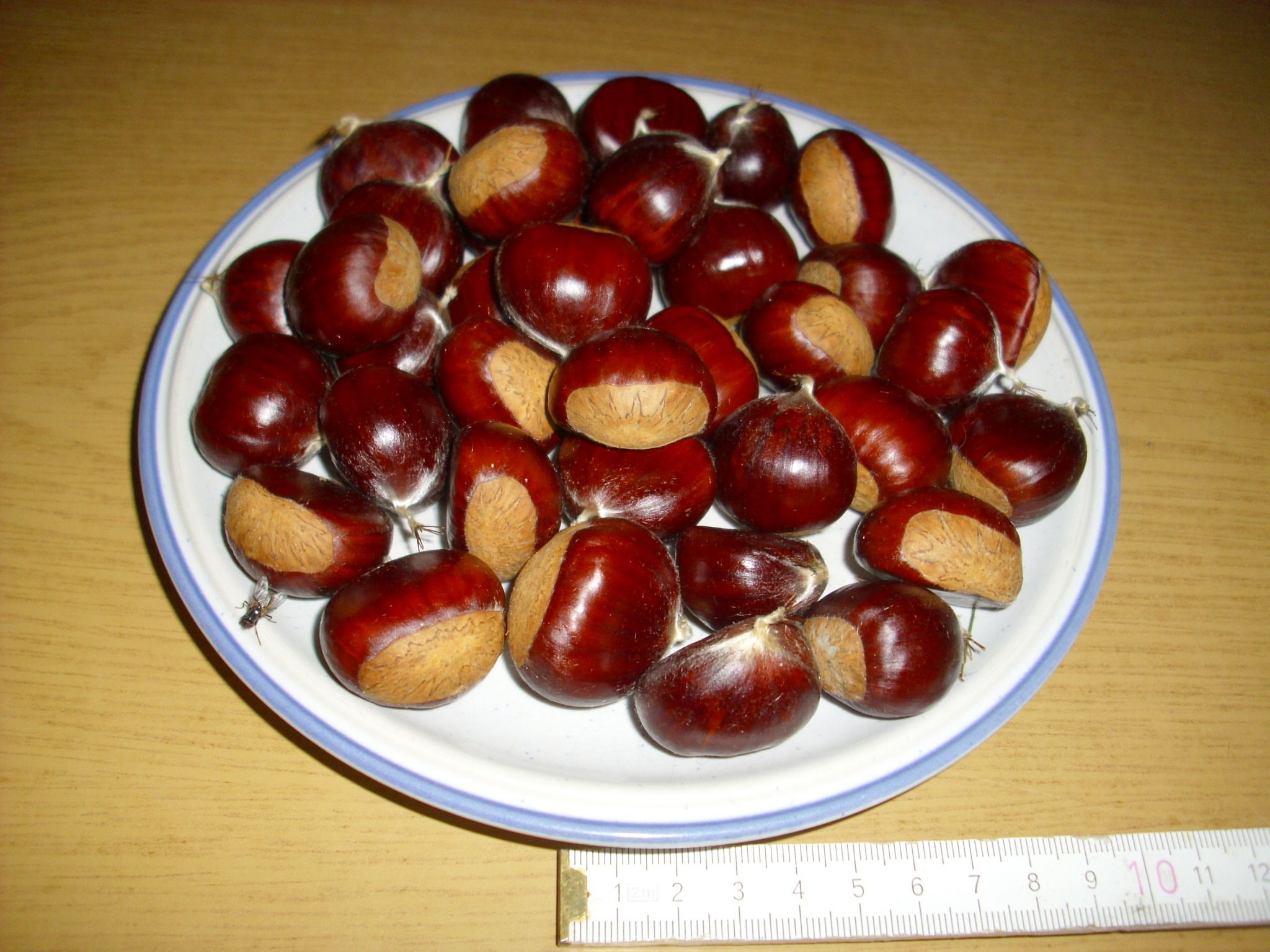 Castanea sativa 'Ecker 1'