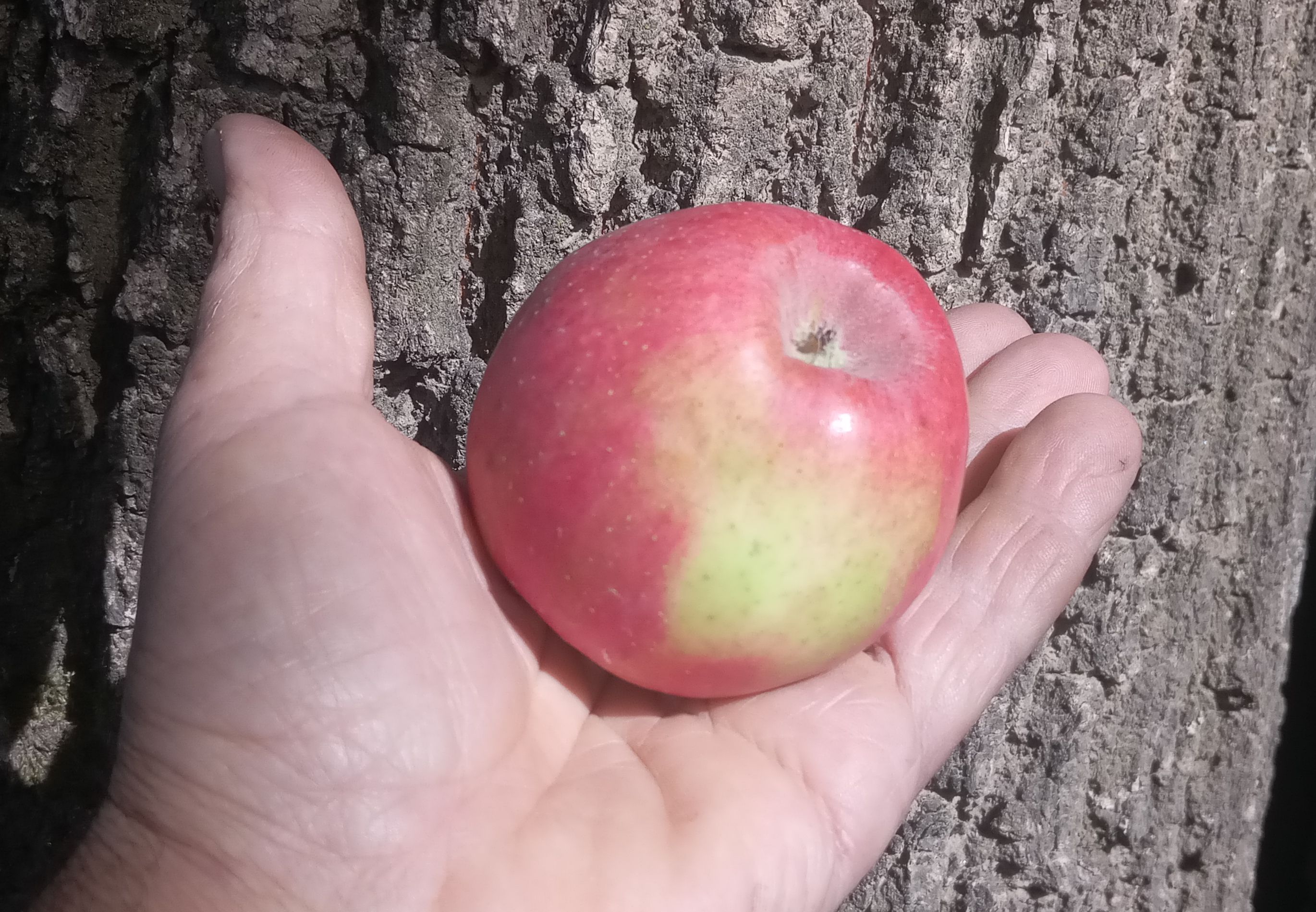 Malus 'Birnförmiger Apfel'       CAC