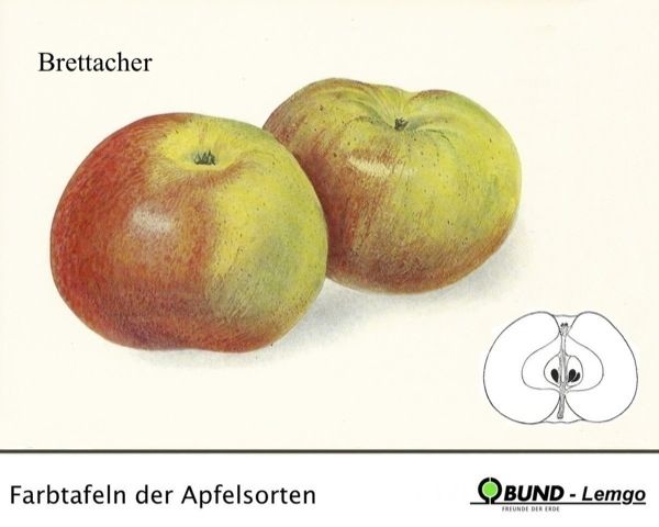 Malus 'Brettacher'             CAC