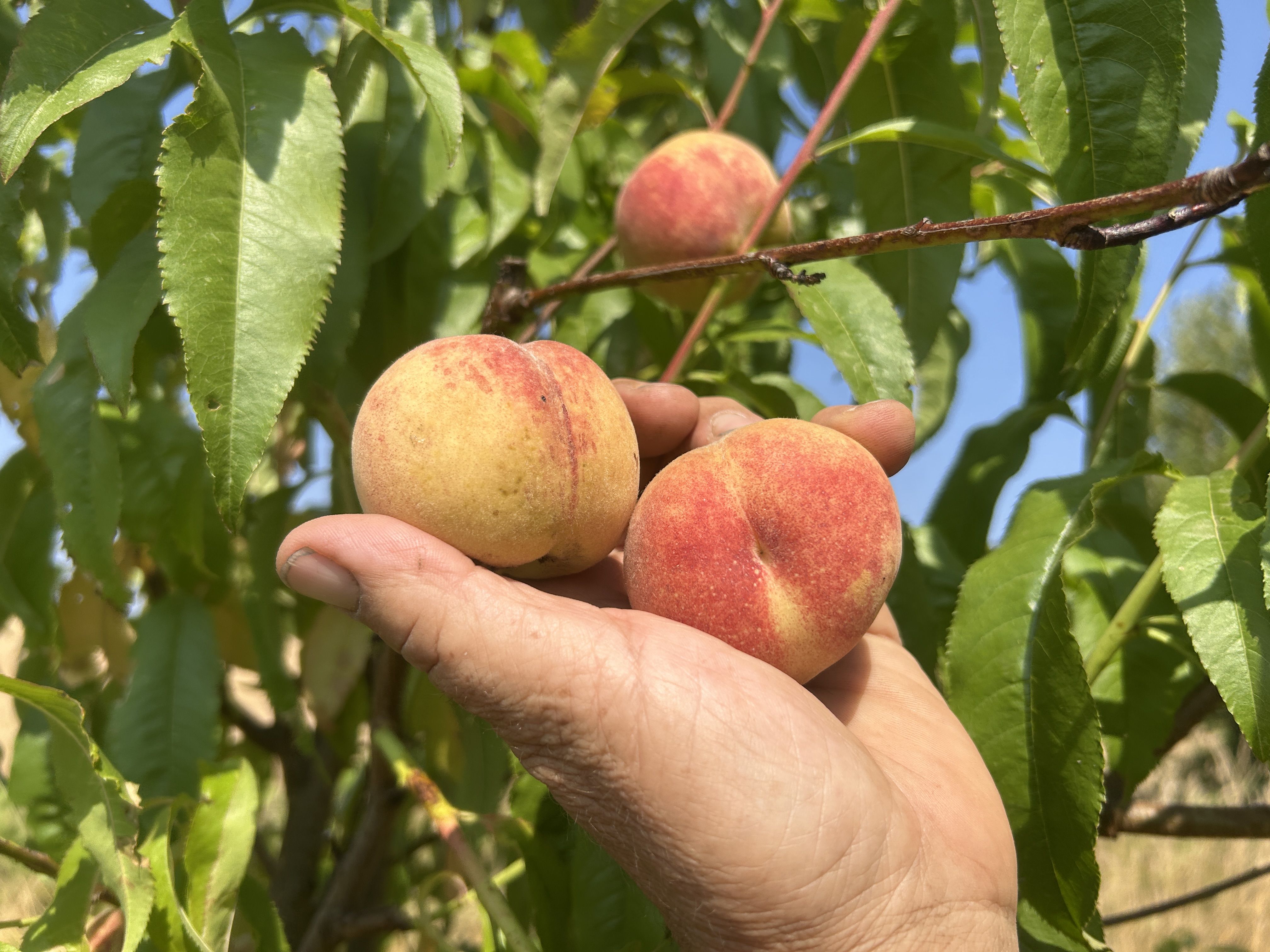 Prunus persica 'Pfälzer Glückskugel'