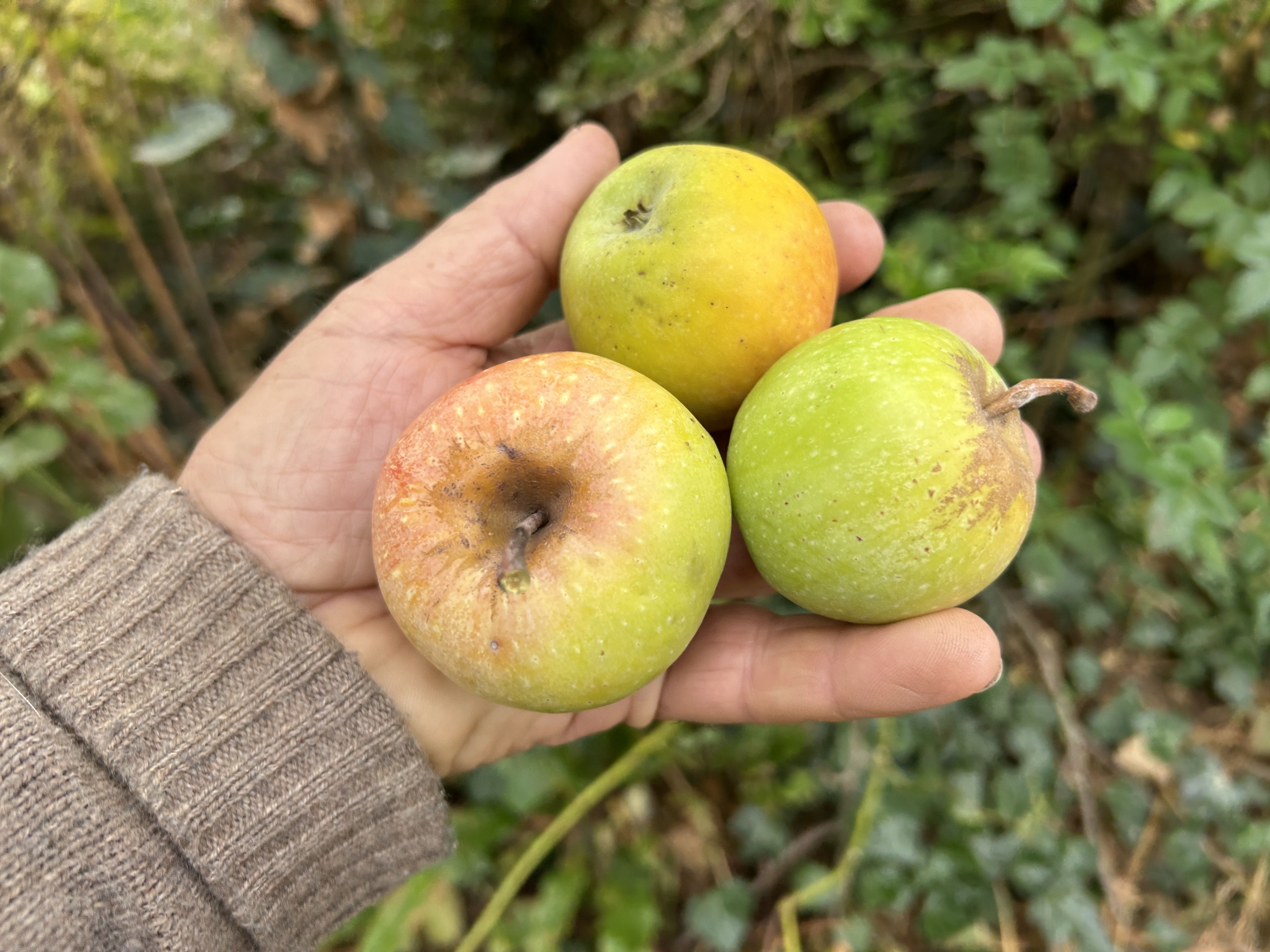 Malus 'Lautertaler Waldapfel'  *      CAC