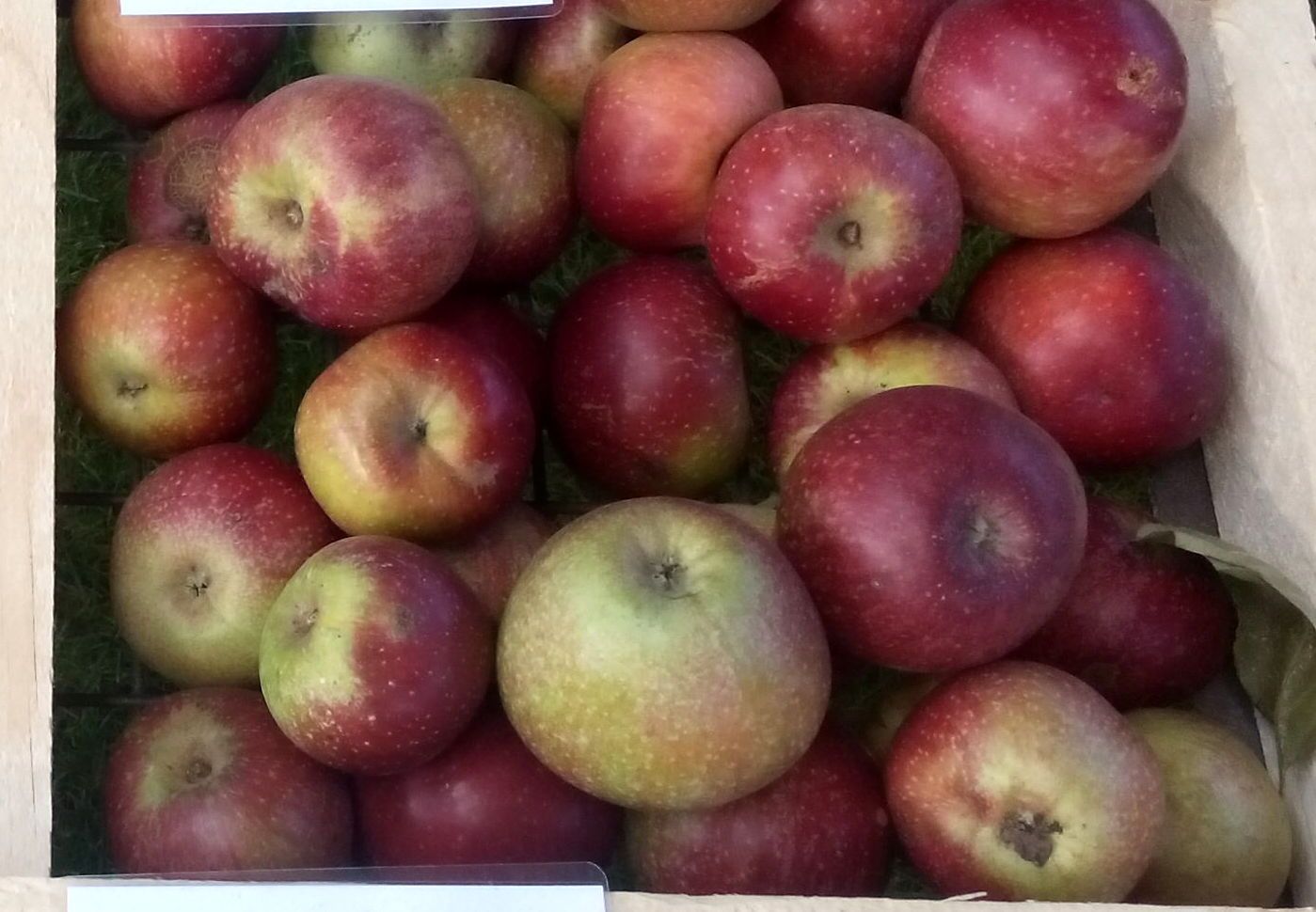 Malus 'Mosel-Eisenapel'        CAC