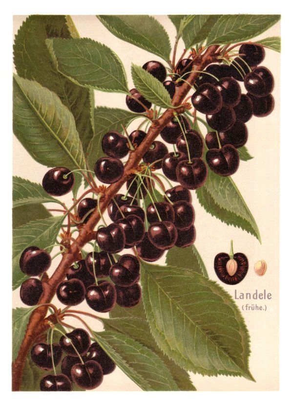 Prunus av.'Mohrenkirsche' ( Landele)  CAC