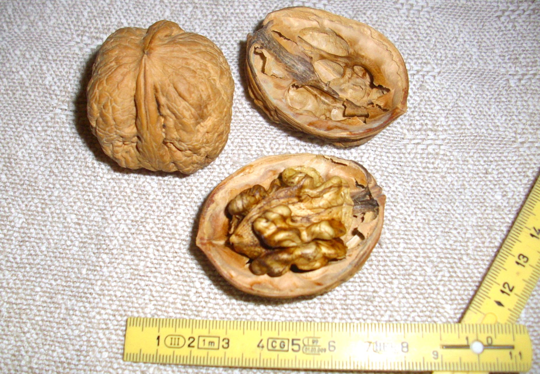 Juglans regia 'Noyer Bijoux' ('Pferdenuß')   CAC