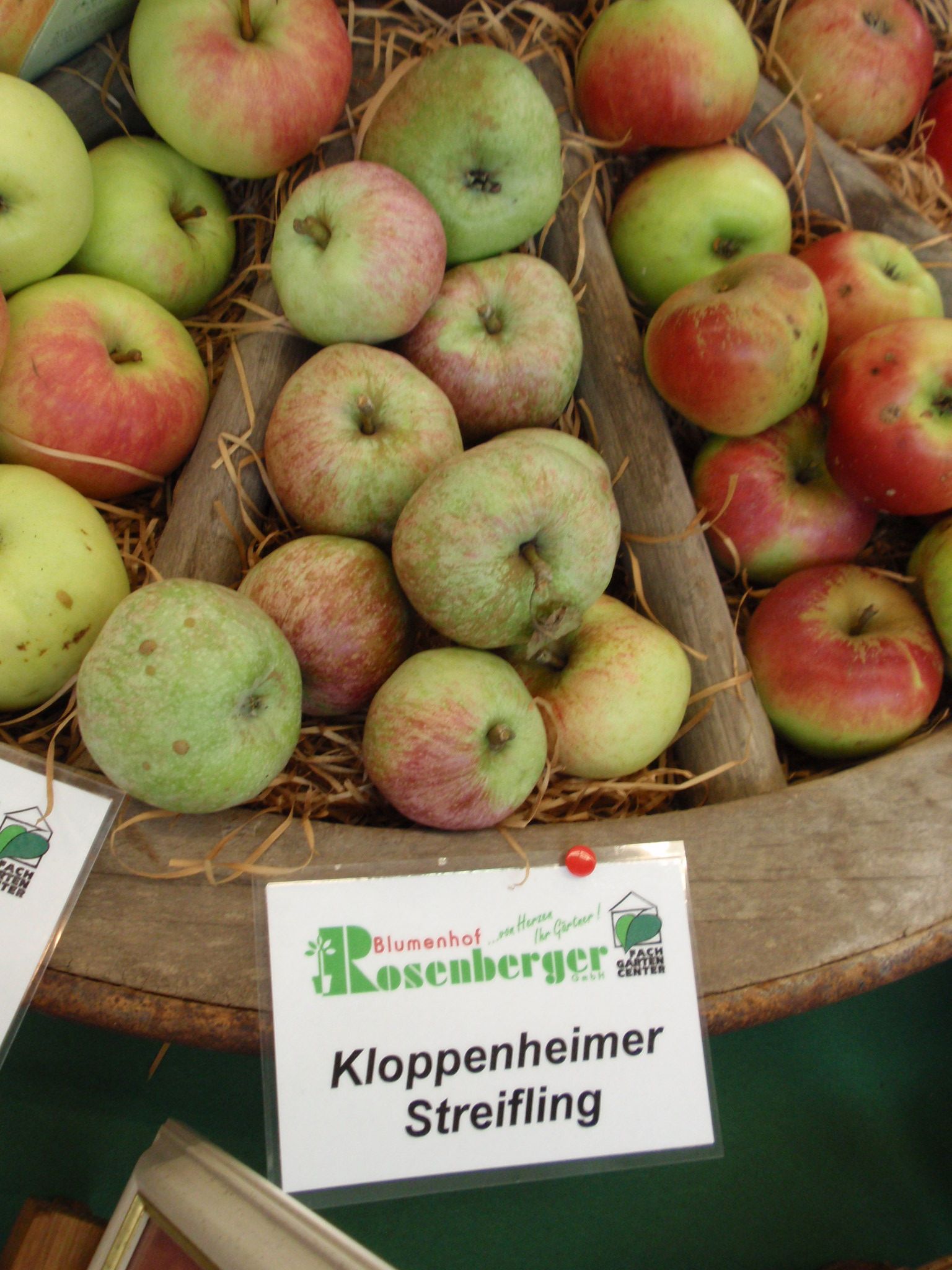 Malus 'Kloppenheimer Streifling'         CAC