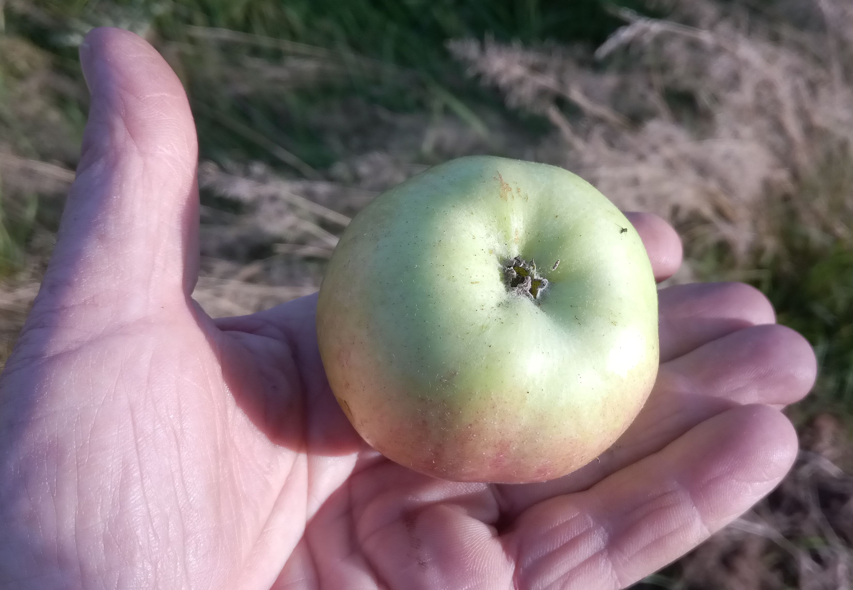 Malus 'Himbacher Grüner'          CAC
