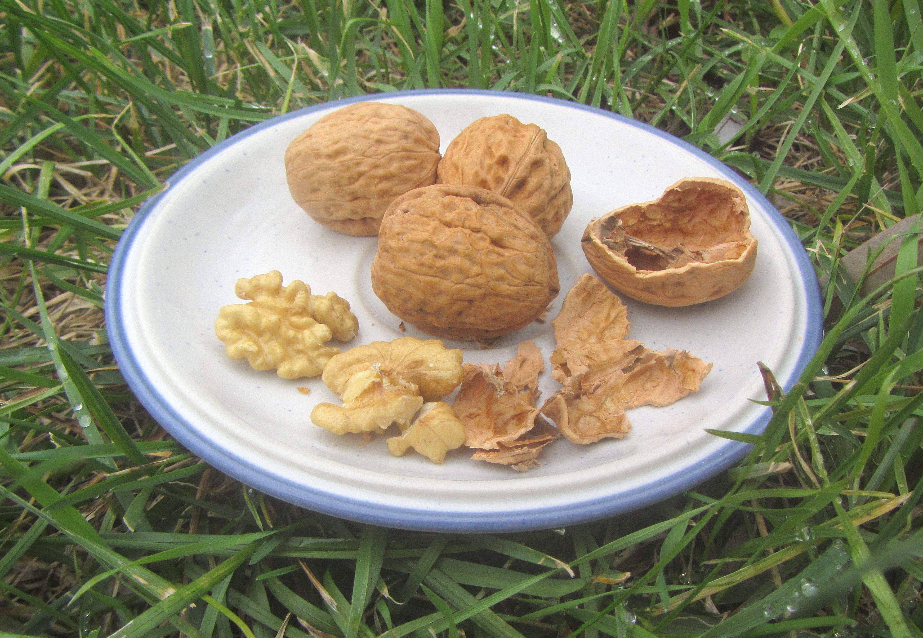 Juglans regia 'Fernor'    CAC