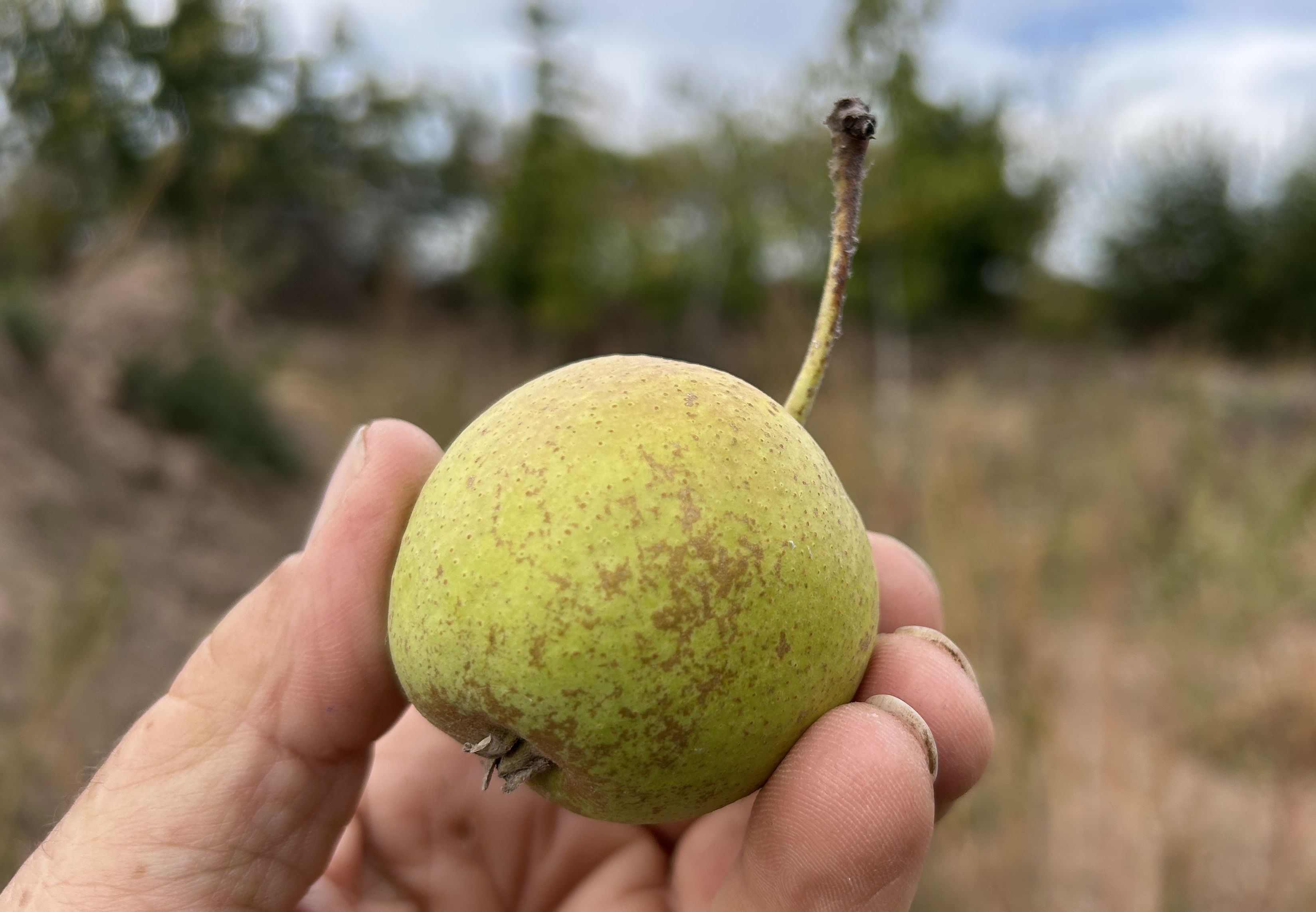 Pyrus com.'Wolfsbirne'            CAC