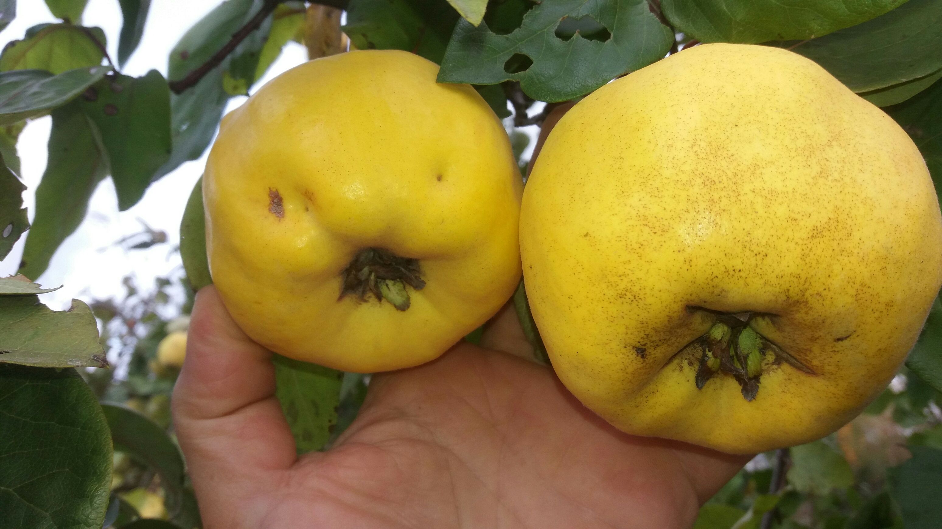 Cydonia 'Turuncuskaja'   CAC