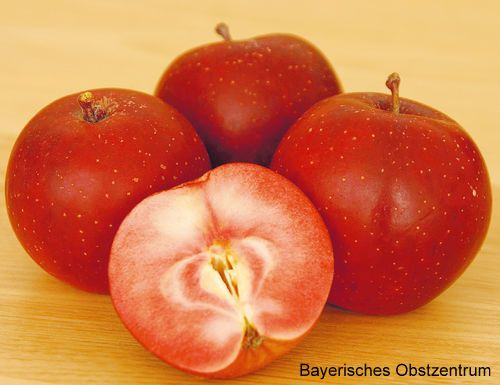 Malus 'Baya Marisa'  -S-  CAC