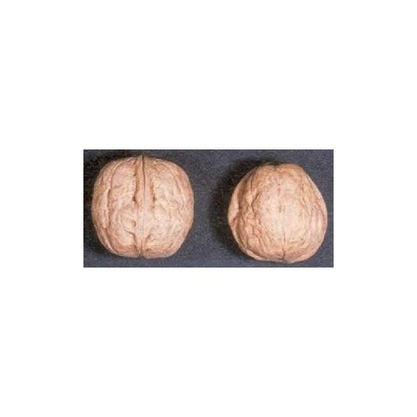 Juglans regia 'Fernette'   CAC