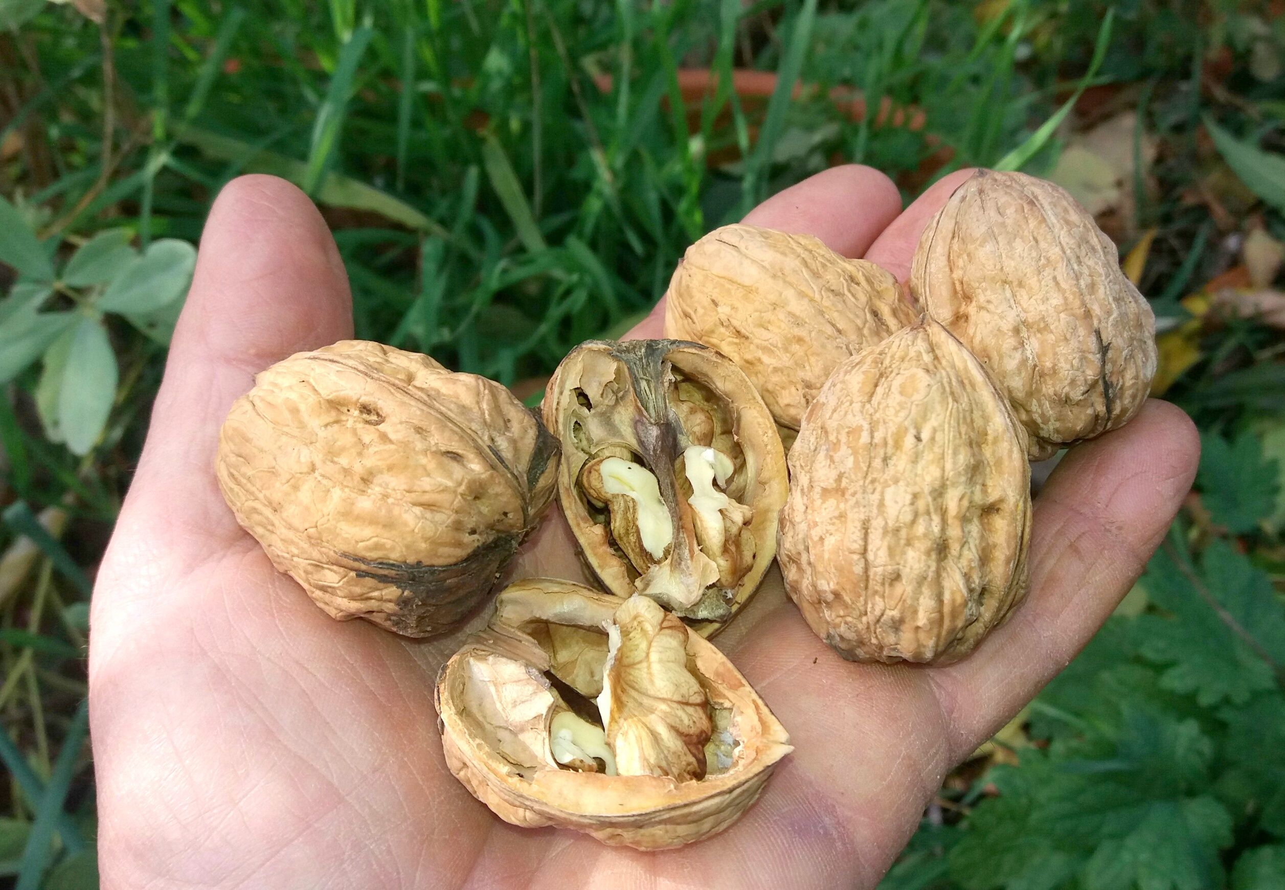 Juglans regia 'Lara'  -R-      CAC