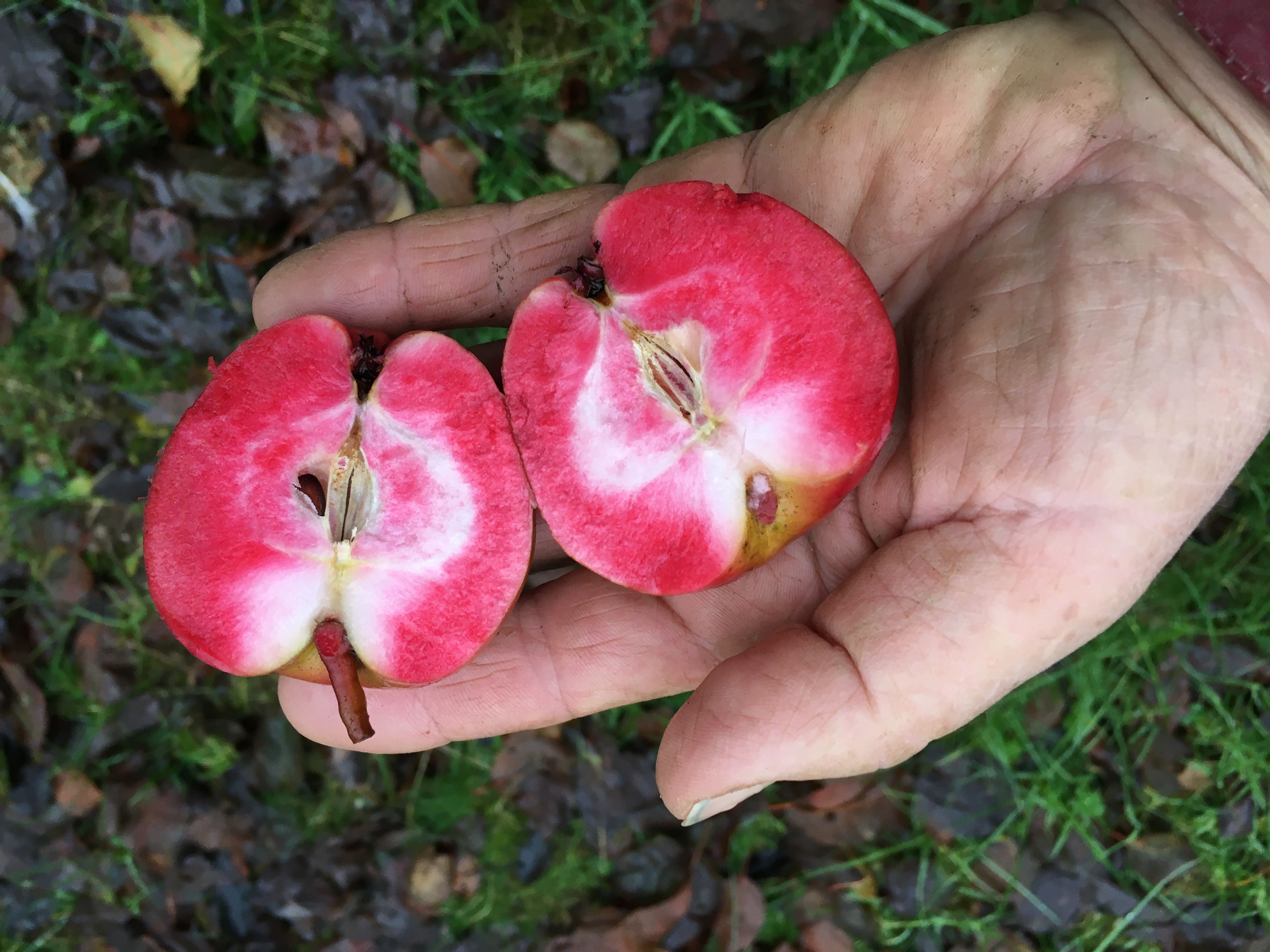Malus 'Winderatter Rubin'   CAC