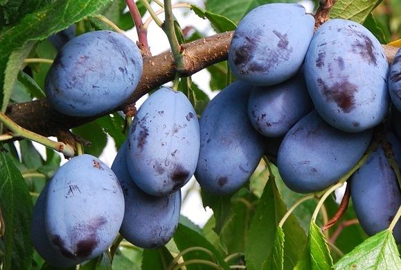 Prunus dom.'Jolina'  -S-             CAC