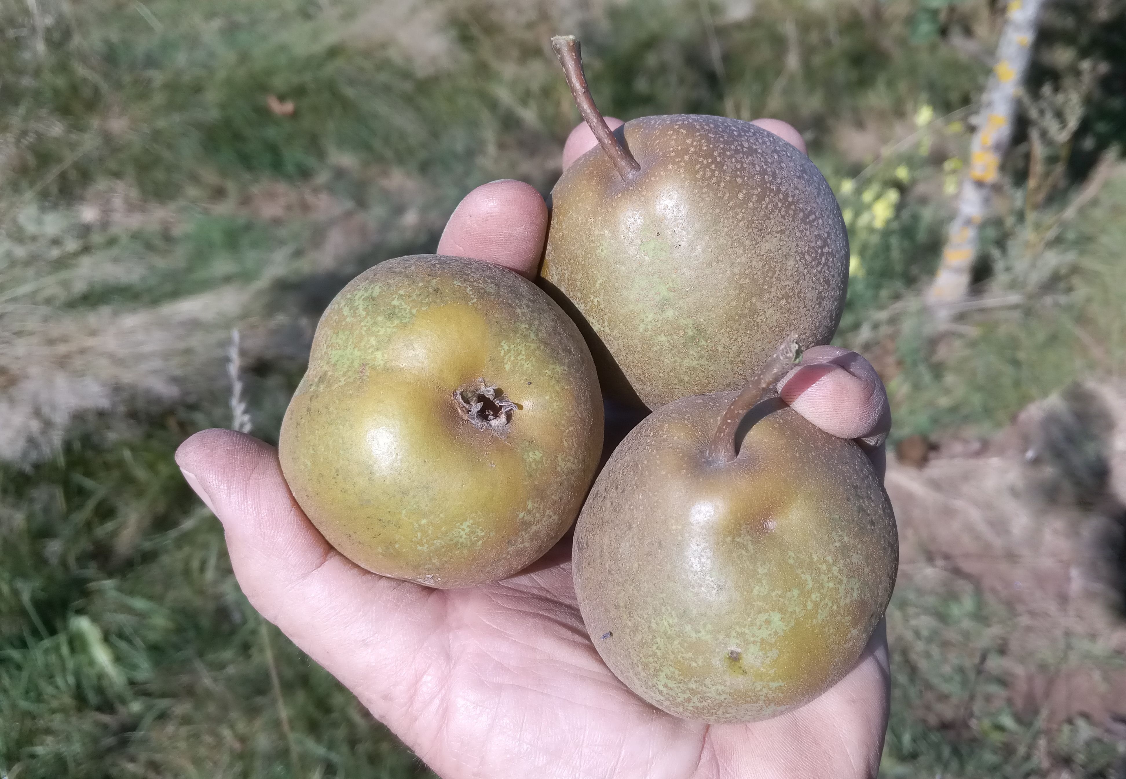 Pyrus com.'Kämersheider Bergamotte'  CAC