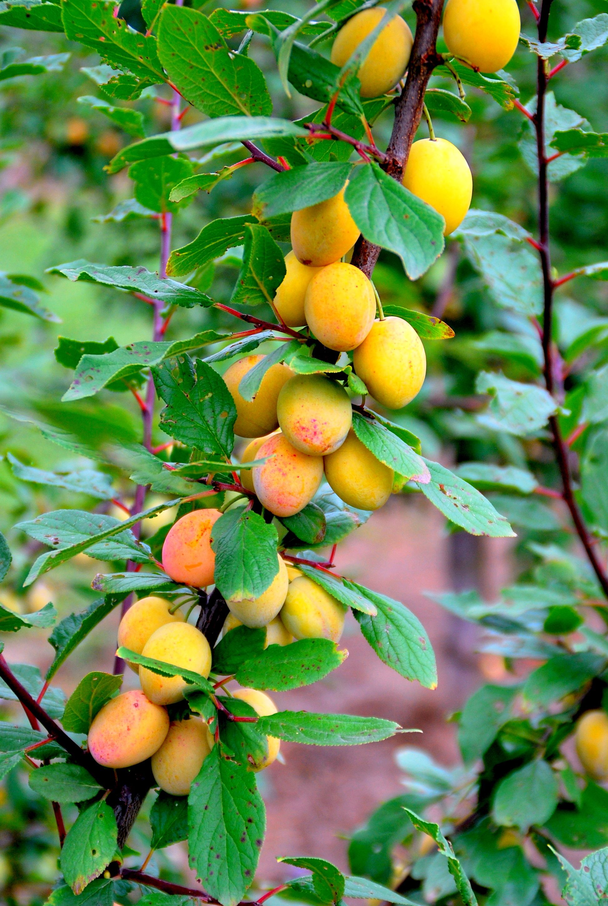 Prunus syr.'Miroma' ®    CAC