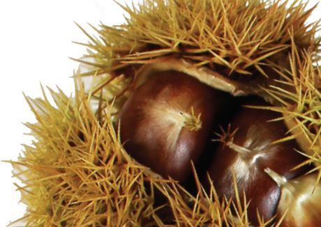 Castanea sat. 'Almofrei' mit Steinpilz