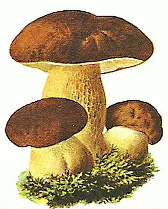 Castanea s. x c. 'Bouche de Betizac' mit Steinpilz