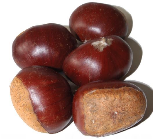 Castanea s. x c. 'Marigoule' wu.e. mit Steinpilz