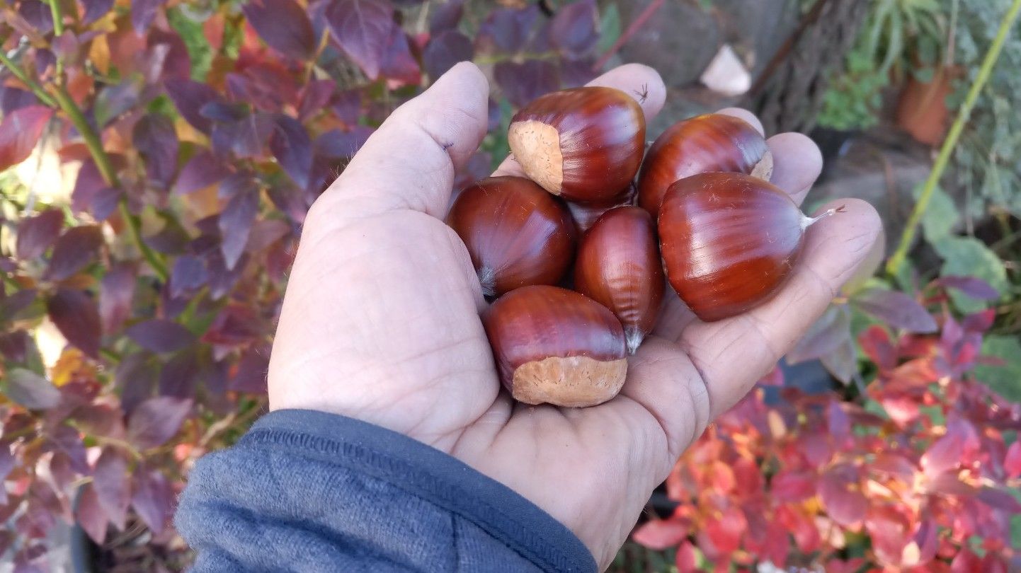 Castanea s. x c. 'Marsol' wu.e. mit Steinpilz