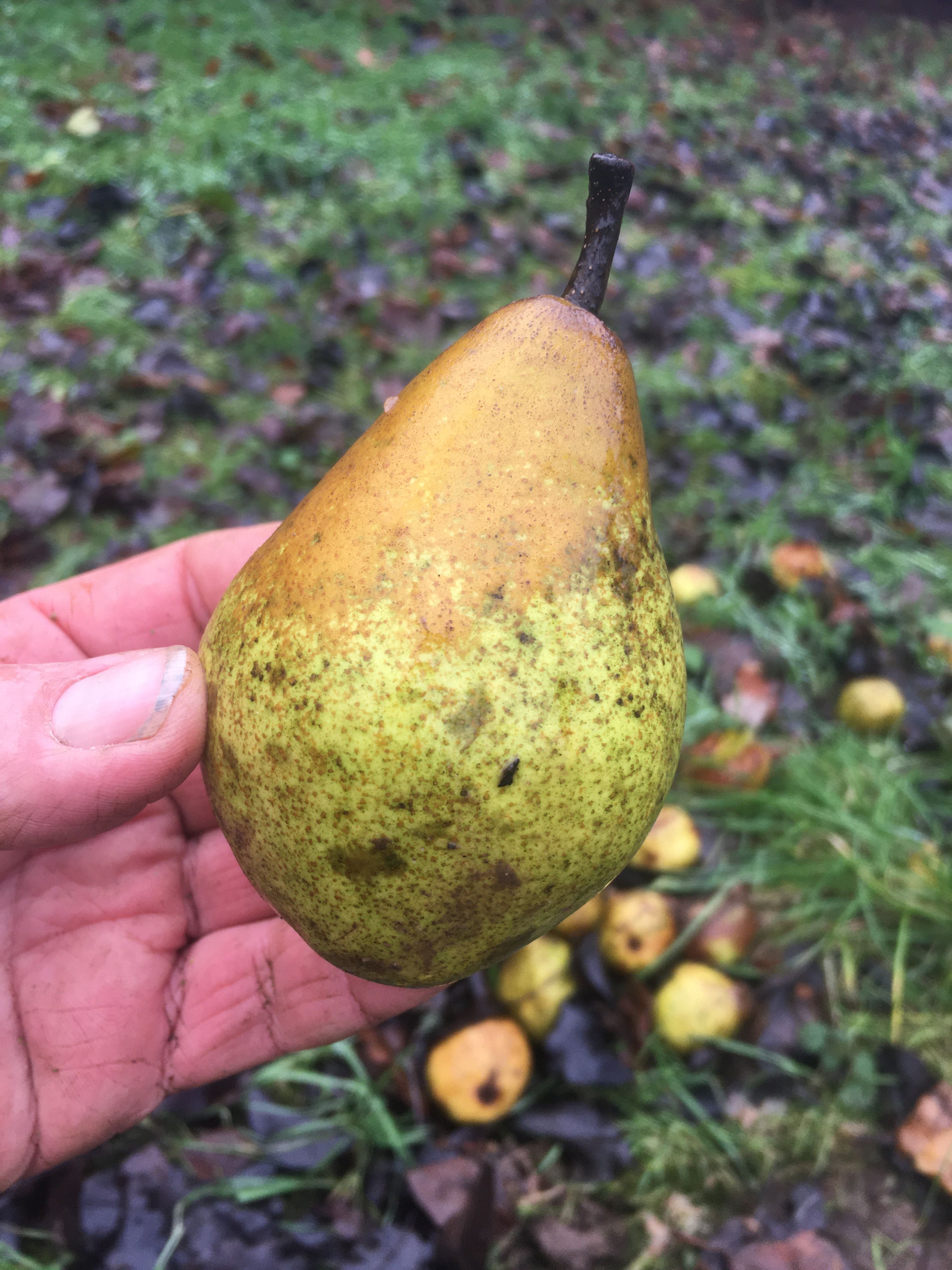 Pyrus com.'Rihas Kernlose'  CAC