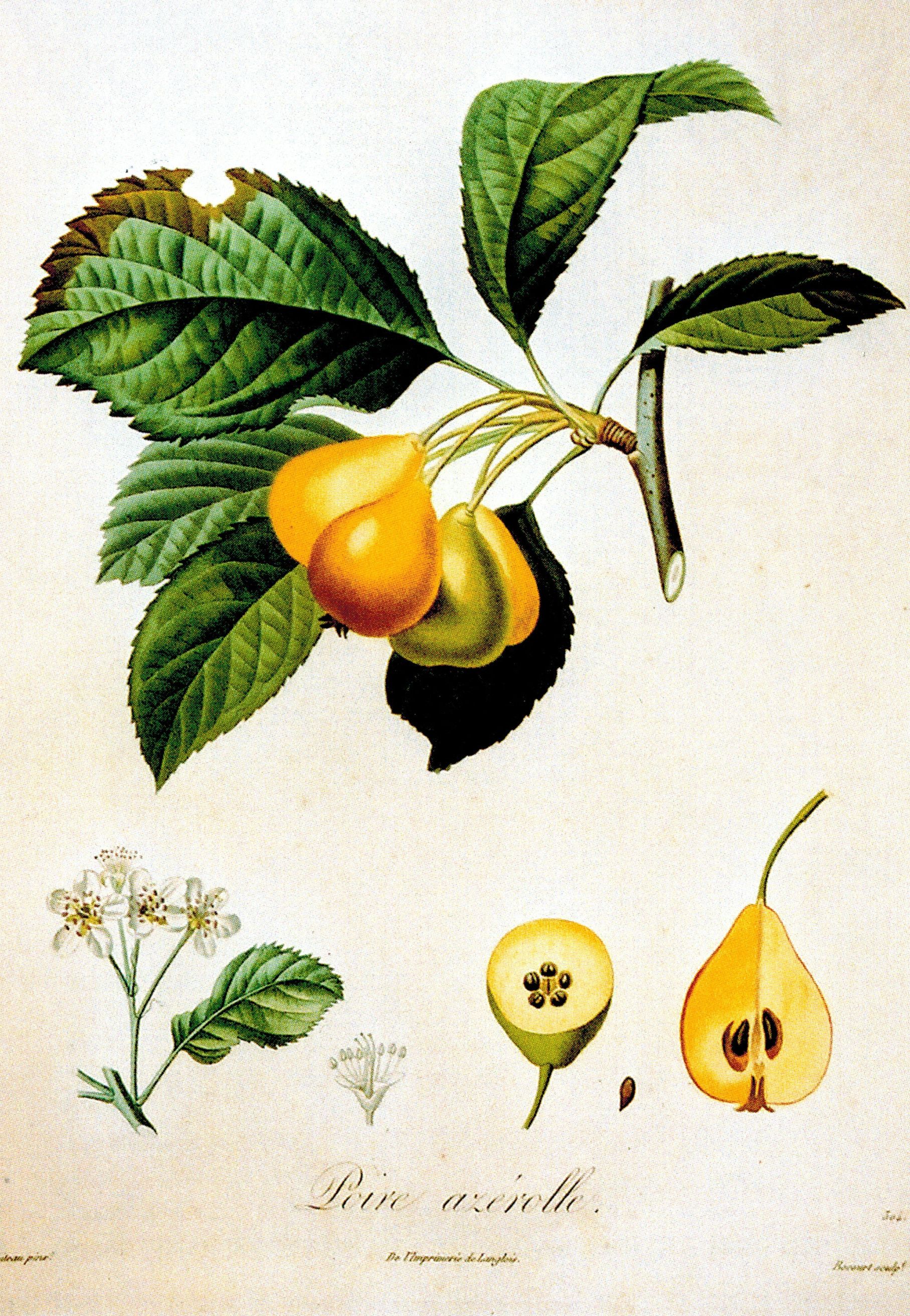 Sorbopyrus auricularis birnenförmig Typ  CAC