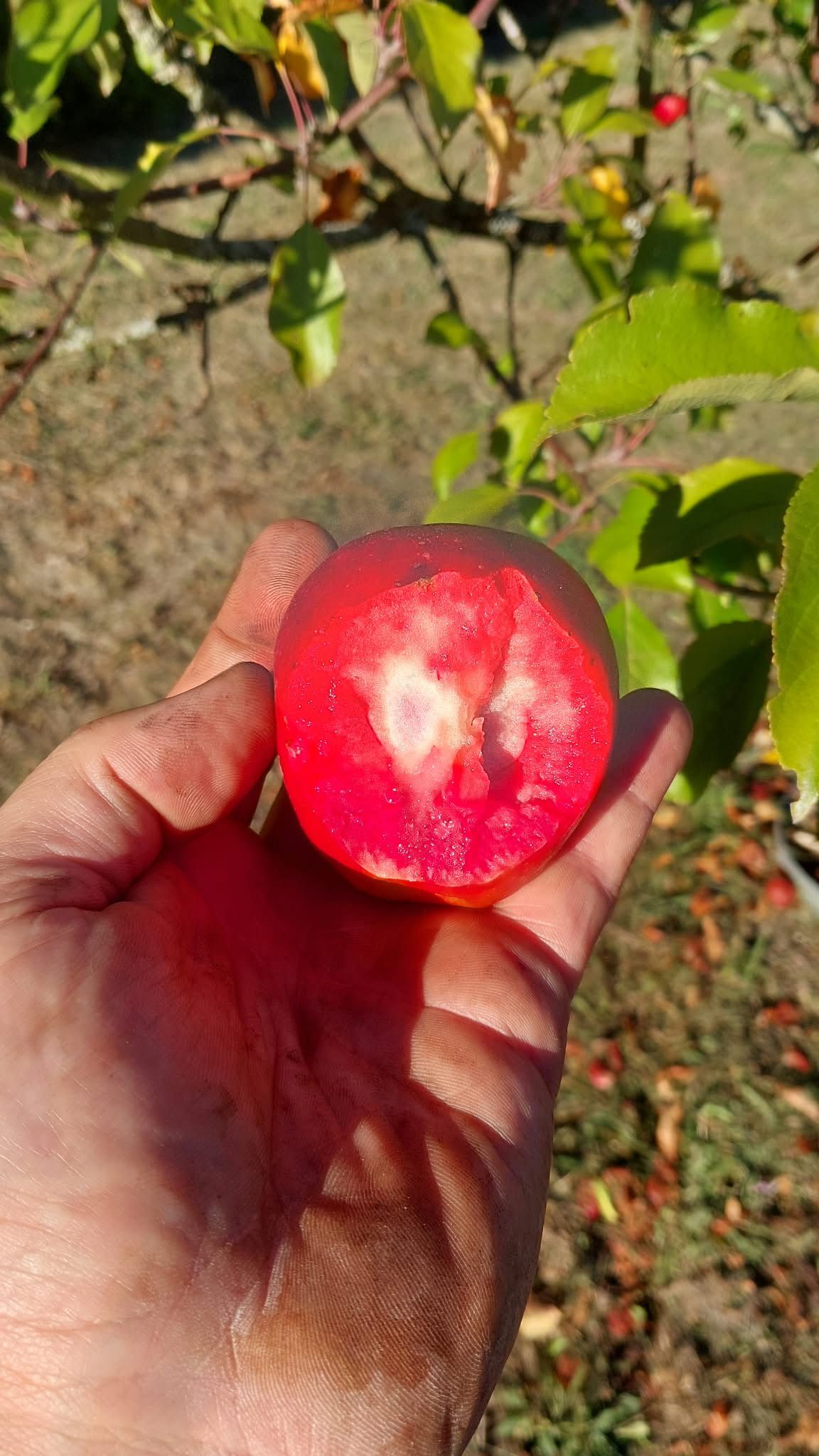 Malus 'Vampyra'   CAC
