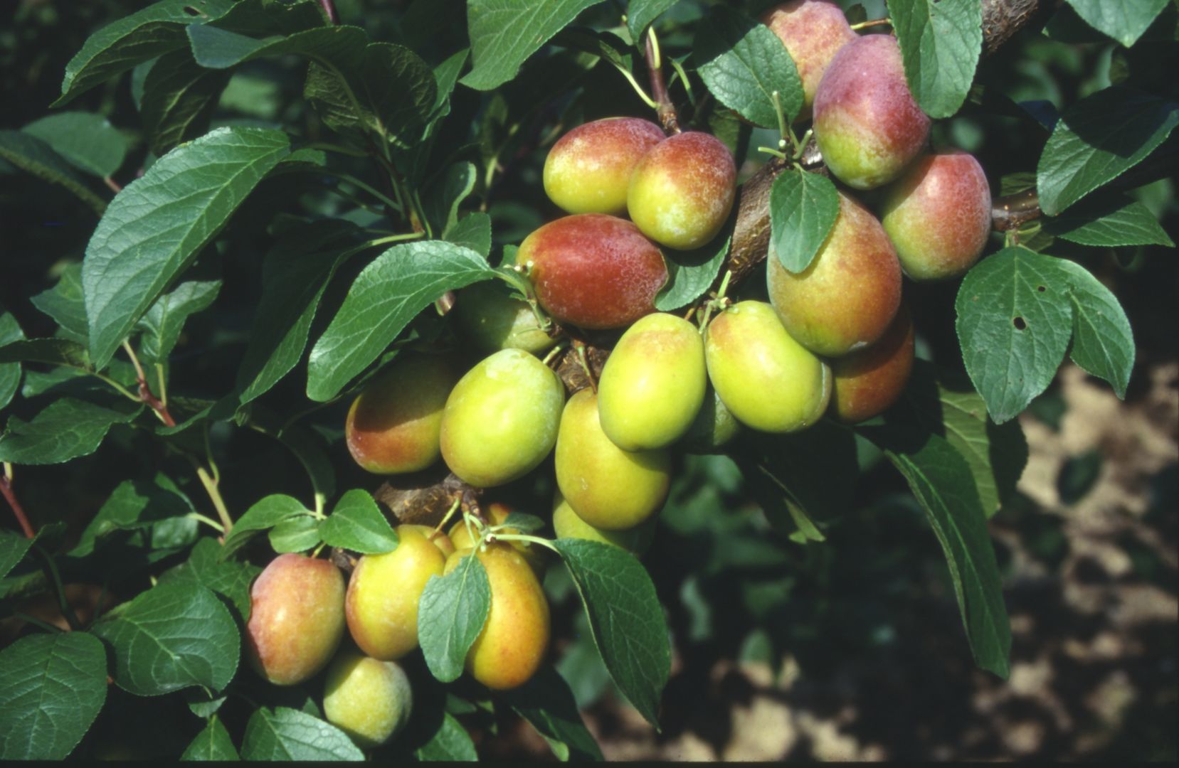 Prunus dom.'Colora'  -S-               CAC