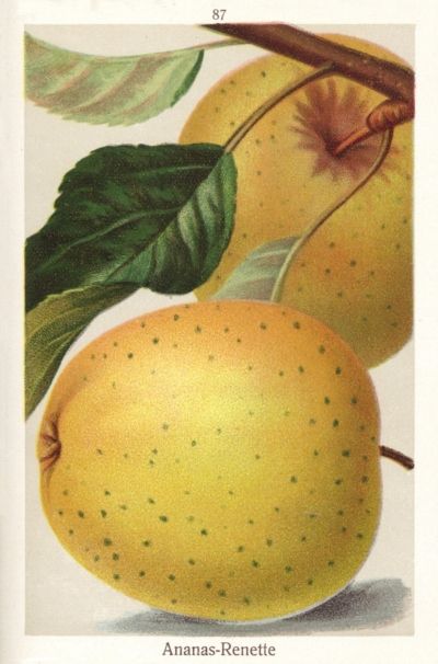 Malus 'Ananasrenette'                  CAC