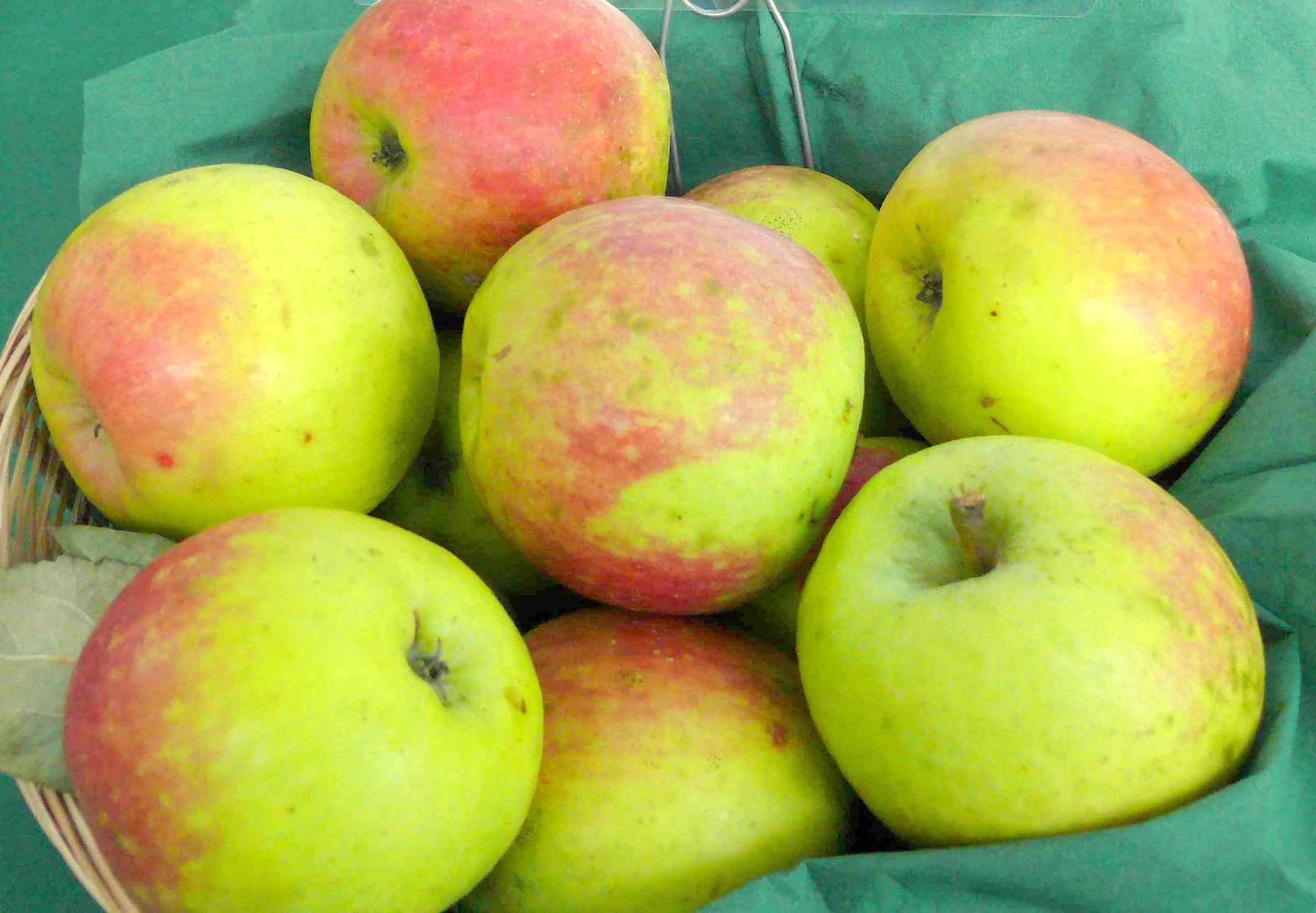 Malus 'Bittenfelder Sämling' Slg.  CAC