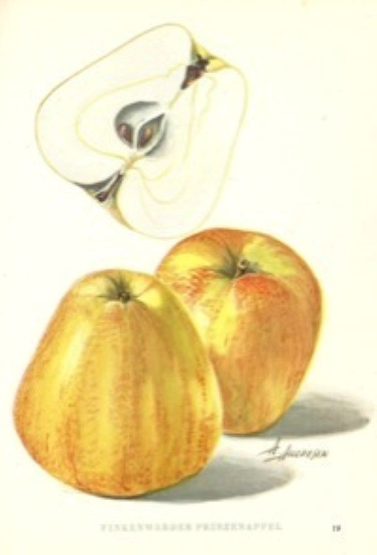 Malus 'Finkenwerder Herbstprinz'       CAC