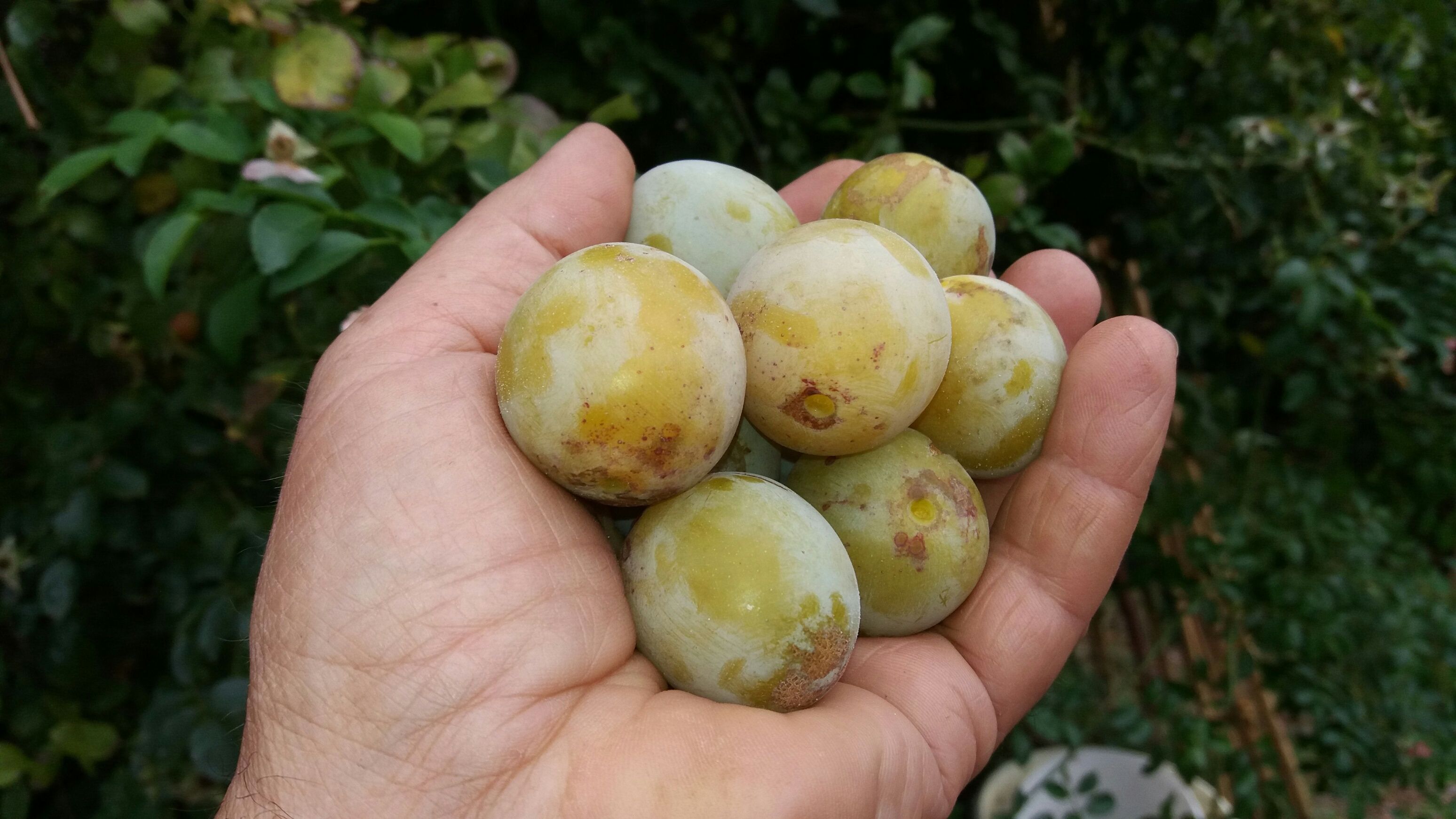 Prunus syr.'Bellamira'  -S-            CAC