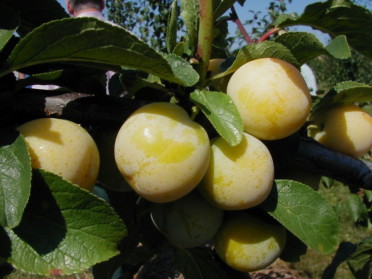 Prunus syr.'Miragrande'        CAC