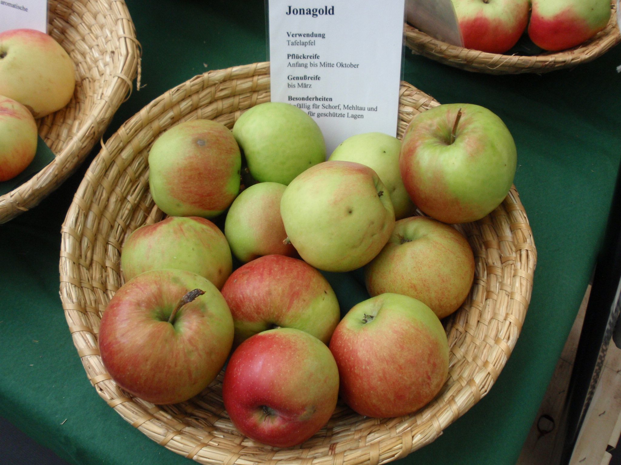 Malus 'Jonagold'                       CAC